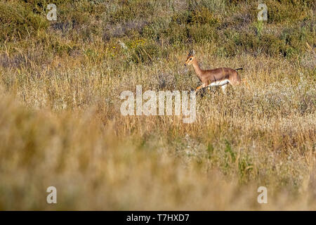 Berg Gazella in Lahav finden, Lahav, Israel sitzen. April 12, 2013. Stockfoto