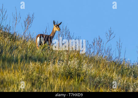 Berg Gazella in Lahav finden, Lahav, Israel sitzen. April 12, 2013. Stockfoto