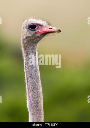 Porträt eines erwachsenen Strauß (Struthio camelus), gegen einen grünen Hintergrund in Südafrika. Stockfoto