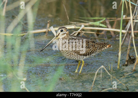 Pintail Bekassine (Gallinago stenura) stehen in einem Sumpf in Israel - Identifikation wahrscheinlich dieser Spezies. Stockfoto