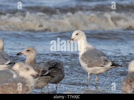 Subadult Caspian Gull (Larus cachinnans) stehen auf der Nordsee strand in den Niederlanden. Dritten Kalenderjahr. Stockfoto