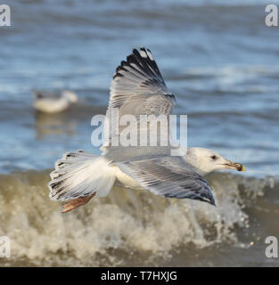 Subadult Caspian Gull (Larus cachinnans) am Strand der Nordsee in den Niederlanden. Dritten Kalenderjahr fliegen über der Brandung. Stockfoto