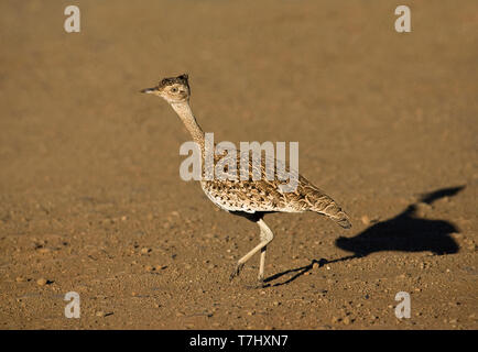 Red-Crested Korhaan (Lophotis ruficrista) Kreuzung Feldweg im Kruger Nationalpark in Südafrika. Stockfoto