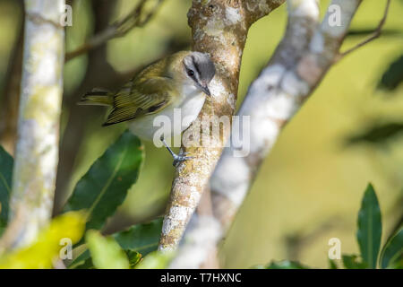 Im ersten Winter red-eyed Vireo thront in Ribeira do Lapa, Corvo, Azoren. Oktober 10, 2018. Stockfoto