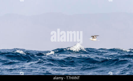 In der Nähe von Erwachsenen oder 3rd-Zyklus Atlantic Red-footed Booby fliegen über den Kanal zwischen Raso und Sao Nicolau, Kap Verde. Juni 2018. Stockfoto