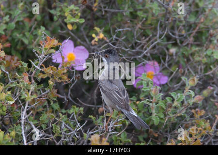 Frau Rueppell's Warbler (Sylvia rueppelli) mit Nistmaterial auf Lesbos, Griechenland. Von der Rückseite aus betrachtet. Stockfoto