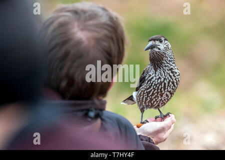 Ein sehr zahm Slender-billed Nussknacker (Nucifraga caryocatactes macrorhynchos) in Wageningen, Gelderland, Niederlande. Das Sitzen auf einer Hand eines Mannes. Stockfoto