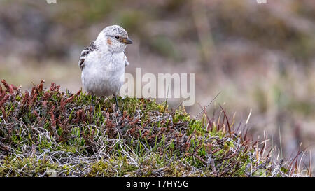 Erster Sommer Schneeammer sitzen auf der Svalbard Tundra in der Nähe von Longyearbyen, Svalbard. Juni 27, 2010. Stockfoto