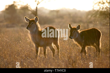 Hintergrundbeleuchtung Wasserböcke (Kobus ellipsiprymnus) stehend in trockenen langen Gras in Kruger Nationalpark in Südafrika. Stockfoto