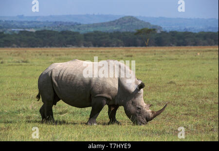 Nördlichen weißen Nashörner (Rhinocerotidae) Arten), auch bekannt als die Nashörner, die Beweidung von kurzen Gras rund um Lake Nakuru in Kenia. Stockfoto