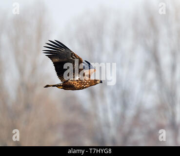 Im ersten Winter Seeadler (Haliaeetus albicilla) im Flug über Limburg in den Niederlanden, von unten gesehen. Fliegen vor blauem Himmel als Bac Stockfoto