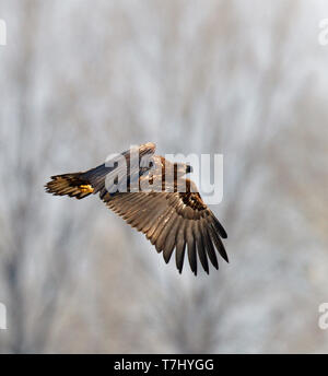 Im ersten Winter Seeadler (Haliaeetus albicilla) im Flug über Limburg in den Niederlanden, von unten gesehen. Fliegen vor blauem Himmel als Bac Stockfoto