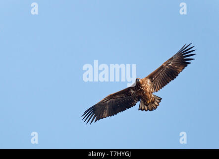 Im ersten Winter Seeadler (Haliaeetus albicilla) im Flug über Limburg in den Niederlanden, von unten gesehen. Fliegen vor blauem Himmel als Bac Stockfoto