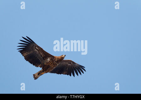 Im ersten Winter Seeadler (Haliaeetus albicilla) im Flug über Limburg in den Niederlanden, von unten gesehen. Fliegen vor blauem Himmel als Bac Stockfoto