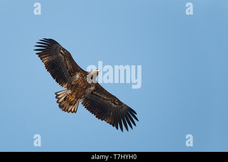 Im ersten Winter Seeadler (Haliaeetus albicilla) im Flug über Limburg in den Niederlanden, von unten gesehen. Fliegen vor blauem Himmel als Bac Stockfoto