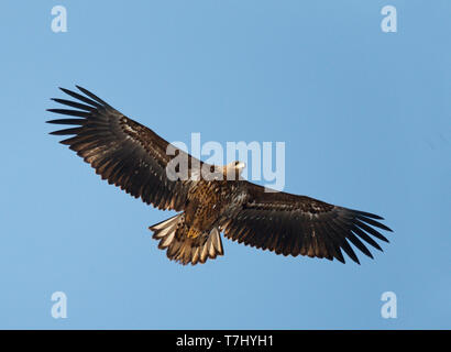 Im ersten Winter Seeadler (Haliaeetus albicilla) im Flug über Limburg in den Niederlanden, von unten gesehen. Fliegen vor blauem Himmel als Bac Stockfoto