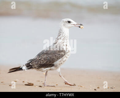 Erste - Sommer (im zweiten Jahr) Heringsmöwe (Larus fuscus) zu Fuß am Strand im Ebrodelta in Spanien. Mit Lebensmitteln. Stockfoto