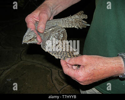 Europäische nightjar (Caprimulgus europaeus) eingeschlossen Stockfoto