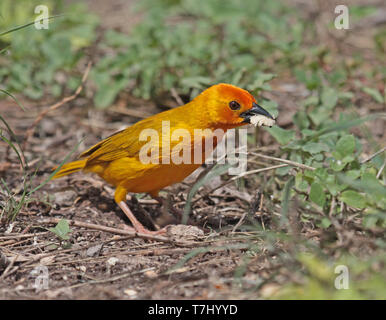 Golden Palm Weaver (Ploceus bojeri) mit Nahrungsmitteln Stockfoto