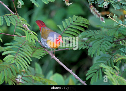 Green-winged pytilia (Pytilia melba) Stockfoto