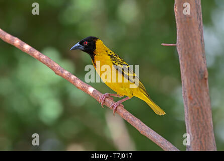 Village Weaver (Ploceus cucullatus) erwachsenen männlichen Stockfoto