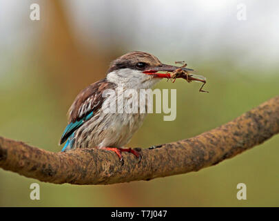 Gestreifte Kingfisher (Halcyon chelicuti) mit Grashopper Stockfoto