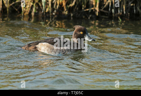 Weibliche Reiherente (Aythya fuligula) Schwimmen im Süßwasser-Kanal, von der Seite gesehen. Stockfoto