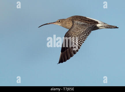 Im ersten Winter Eurasian Curlew, (Numenius arquata) im Flug, von der Seite gesehen, die obere Tragfläche. Stockfoto