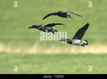 Blass-bellied Ringelgans (Branta bernicla hrota), Erwachsene im Flug, von der Seite gesehen, blass, Bauch. Stockfoto