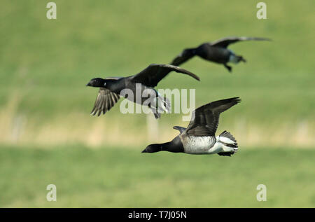 Blass-bellied Ringelgans (Branta bernicla hrota), Erwachsene im Flug, von der Seite gesehen, blass, Bauch. Stockfoto