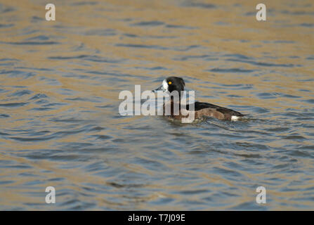 Reiherente (Aythya fuligula), erste Winter weibliche Schwimmen, von der Seite gesehen, die eine Menge weißer an der Basis der Rechnung. Stockfoto