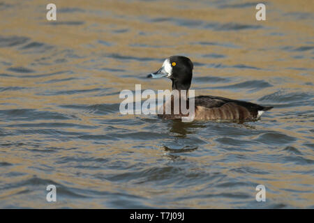 Reiherente (Aythya fuligula), erste Winter weibliche Schwimmen, von der Seite gesehen, die eine Menge weißer an der Basis der Rechnung. Stockfoto