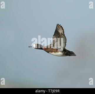 Reiherente (Aythya fuligula), erste Winter weibliche im Flug, von der Seite gesehen, Anzeigen underwing und Al viel Weiß an der Basis der Rechnung. Stockfoto