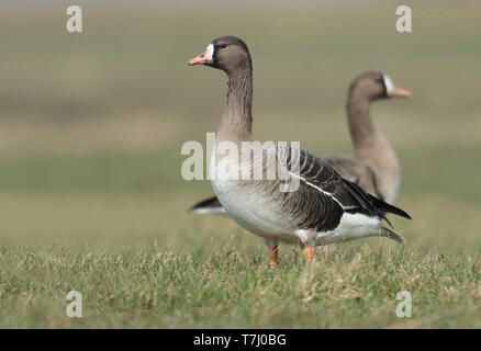 Mehr white-fronted goose (Anser Albifrons), Erste - Winter in niederländischen Wiese, von der Seite gesehen. Stockfoto