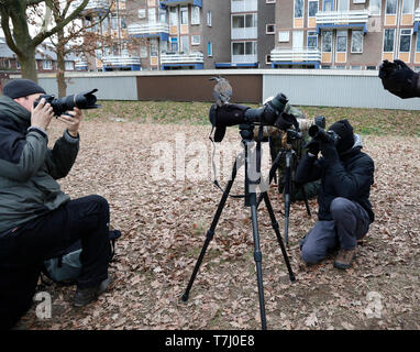 (Nucifraga caryocatactes beschmutzt Nussknacker) Überwinterung in einem städtischen Gebiet in Wageningen in den Niederlanden. Eine seltene vagrant aus Sibirien und extrem ta Stockfoto