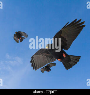 Trio der Alpinen Choughs (Pyrrhocorax ochotonidae ssp. ochotonidae) noch die Übergabe in der Luft in der alpinen Bergwelt der Schweiz. Stockfoto