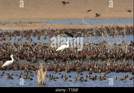 Zwei der Löffler (Platalea leucorodia), umgeben von White-faced Whistling Ducks in Djoudj Nationalpark im Senegal. Stockfoto