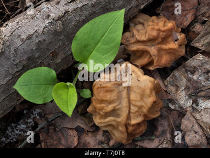 Zwei Morcheln, Champignons, in den Wald im Frühling. Stockfoto