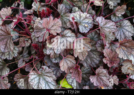 Rot-braune Blätter mit Tropfen bedeckt nach dem Regen. Stockfoto