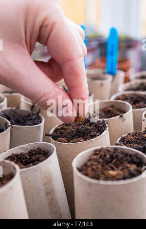 Aussaat Sweet Pea Samen in der WC-Papierrolle Rohre Stockfoto