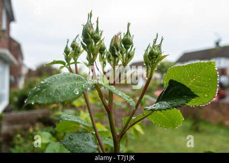 Rose buds Nass mit Wassertropfen nach einem vorbeifahrenden Feder Dusche schauen frisch und grün. Stockfoto