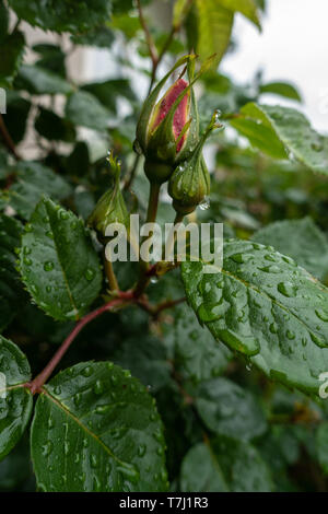 Rose buds Nass mit Wassertropfen nach einem vorbeifahrenden Feder Dusche schauen frisch und grün. Stockfoto