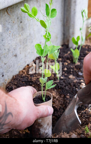 Einpflanzen, Sweet Pea Pflanzen in einem Garten Grenze Stockfoto