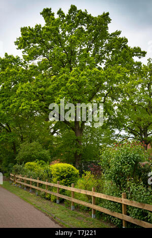 Große alte Eiche in Fischerhude, Deutschland. grosse alte Eiche in Fischerhude, Deutschland Stockfoto