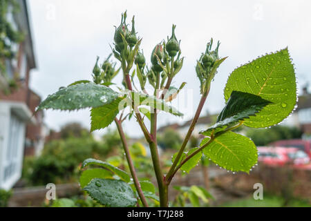 Rose buds Nass mit Wassertropfen nach einem vorbeifahrenden Feder Dusche schauen frisch und grün. Stockfoto