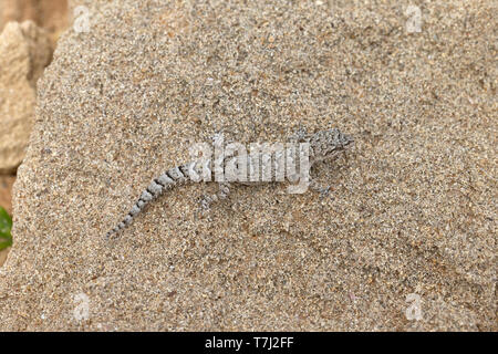 Kotschy's Gecko (Mediodactylus Kotschyi) Stockfoto