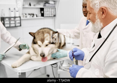 Veterinär ärzte Vorbereitung für die Impfung von großen Hund. Traurig Alaskan Malamute liegen auf dem Tisch in der Medizinischen Schrank. Ältere Arzt tragen in weiße Uniform, blau Handschuhe, halten Sie die Spritze. Stockfoto