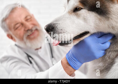 Fang von Art Alaskan Malamute. Gerne Arzt lächelnd, Prüfung und Diagnose von gesundheitlichen Zustand des großen Hund. Ältere Arzt tragen in weißer Uniform und blaue Handschuhe in der Klinik. Stockfoto
