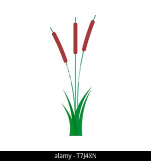 Reed natürlichen wilden Sommer flachbild Vektor. Rohrkolben Gras isoliert Abbildung anlage Fluss Stock Vektor