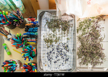 Kräuter, Qassiarsuk oder Brattahlid, Südgrönland Stockfoto